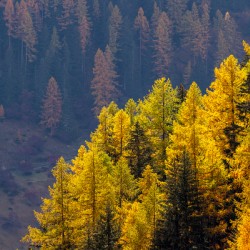 Autumn forest with seasonal orange yellow colored larches.