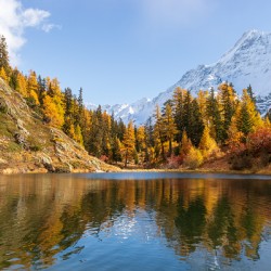 Autumn larch forest and snow covered mountains reflected in swiss alpine lake.