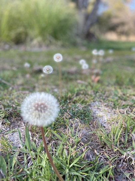 Dandelion  Print
