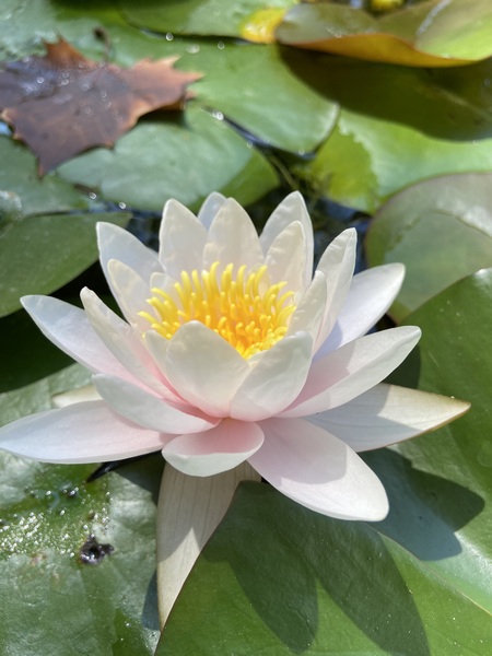 Water Lily Print