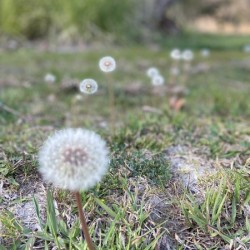 Dandelion 