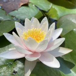 Water Lily