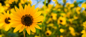 Flower Power