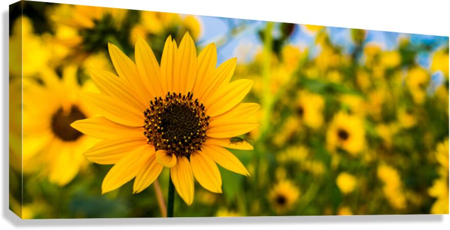 Flower Power Canvas Print
