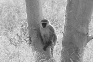 Blue Ball Monkey 2