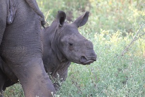 Baby Rhino
