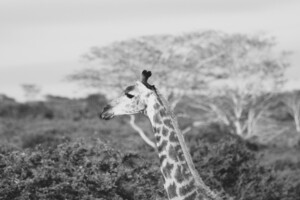 BW Giraffe2