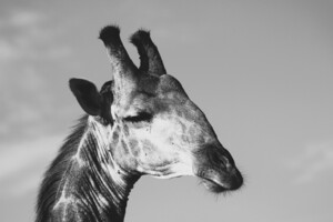 BW Giraffe3
