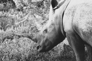 BW Rhino
