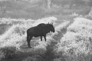 BW wild
