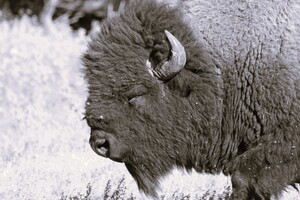 Buff3