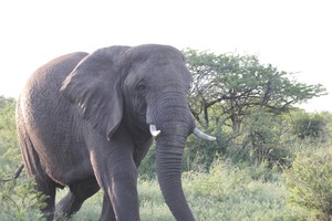 Elephant 6