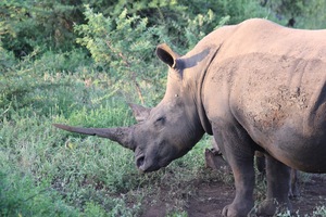 Rhino 4