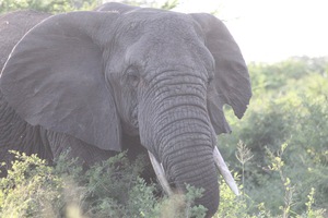 Elephant 3