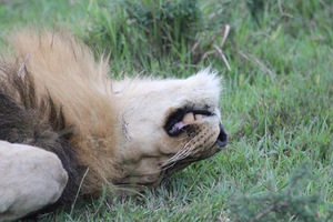 Lion Sleeping