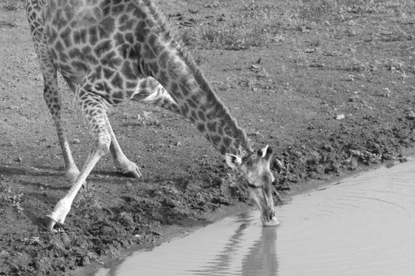 Giraffe BW Print