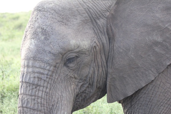 Elephant 2 Print