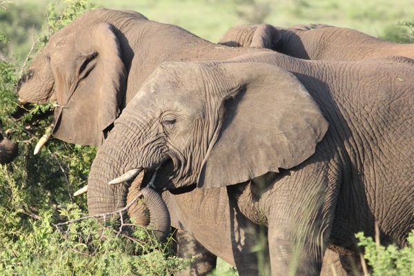 Elephant 7 Print