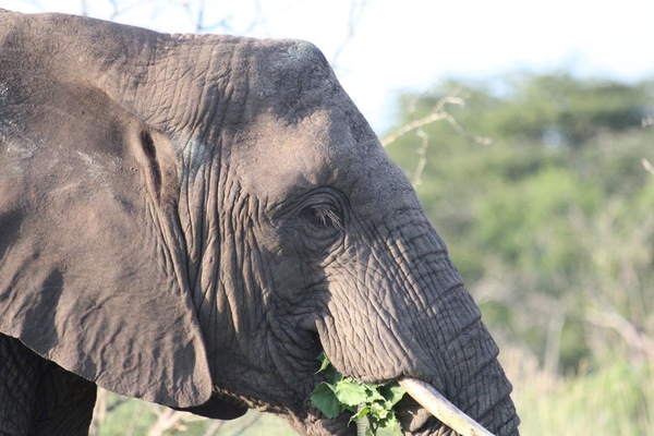 Elephant 6 Print