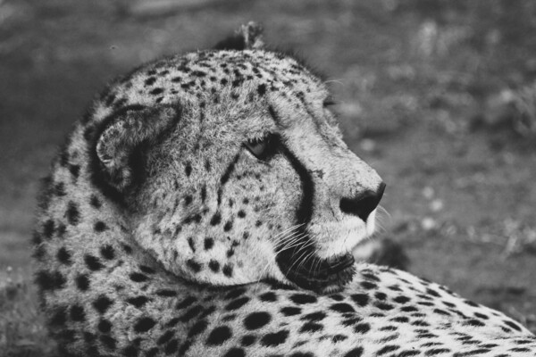 BW Cheetah Print