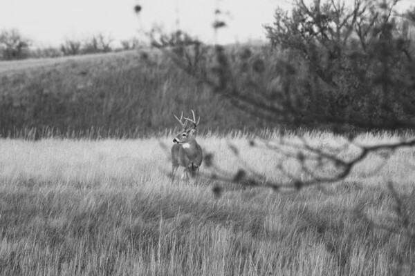 BW Deer Print