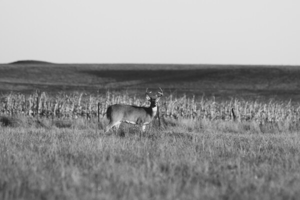 BW Deer2 Print