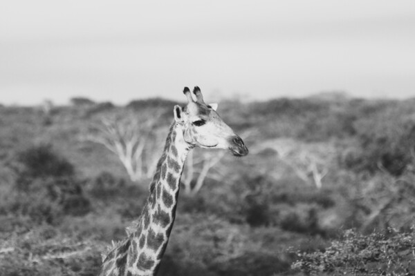 BW Giraffe Print