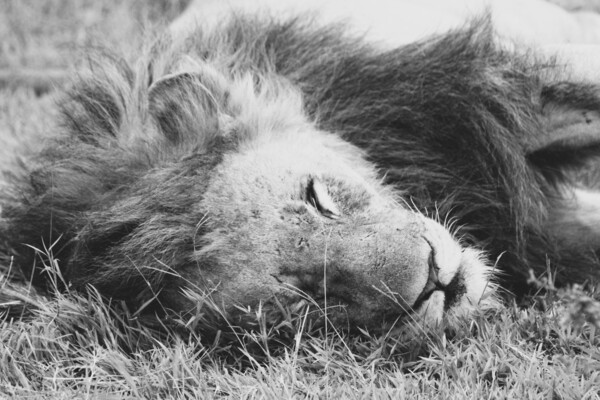 BW Lion Print