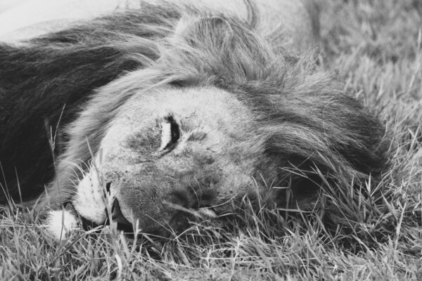 BW Lion2 Print