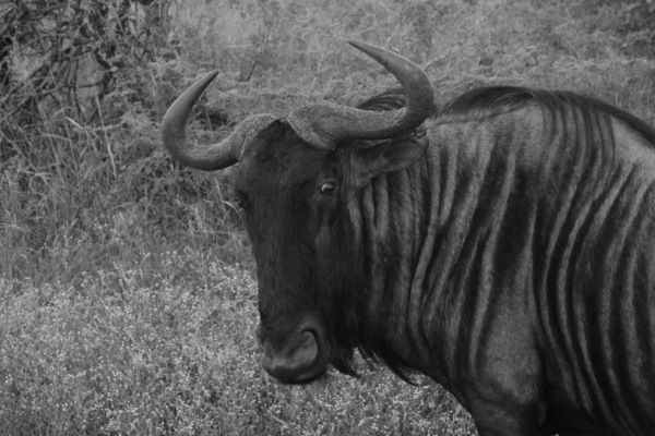 Wildabeast BW Print