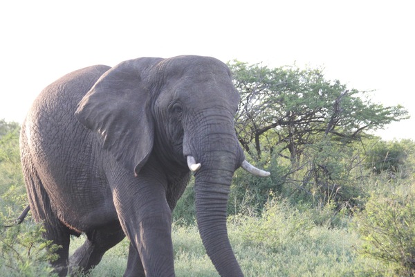 Elephant 6 Print
