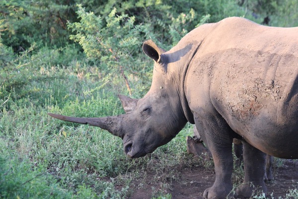 Rhino 4 Print