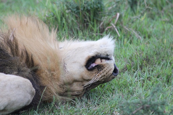 Lion Sleeping Print