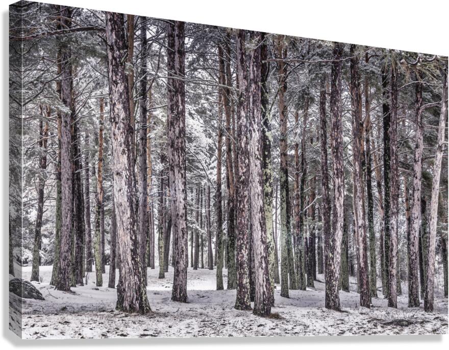 Forest Guard Canvas Print