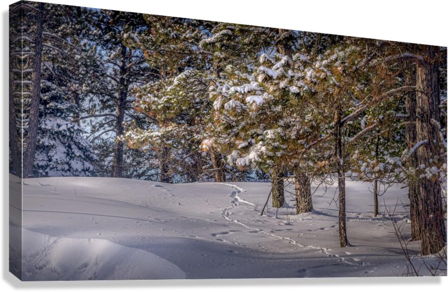 Silent Trail Canvas Print