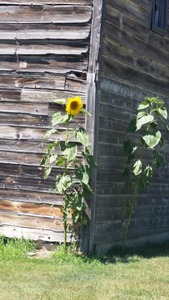 Antique barn sunflower 2