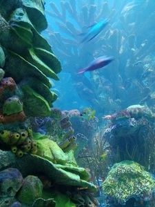 Ocean coral 2