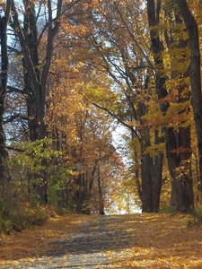 Road in fall