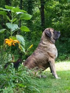 Majestic mastiff