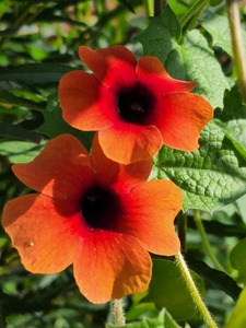 Double orange thunbergia 