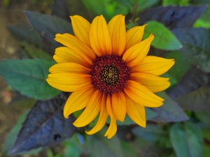 Rustic daisy flower 2