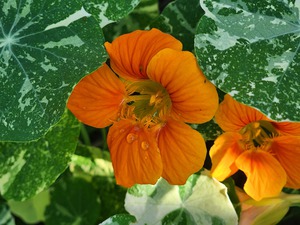 Orange nasturtium 2