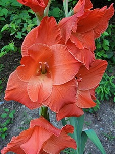 Coral flower lily