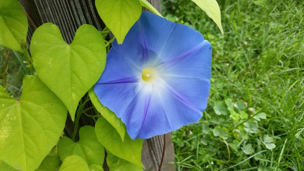 Morning glory Print