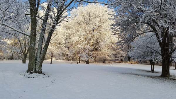 Ice on tree Print