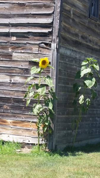 Antique barn sunflower 2 by TheStableLabel