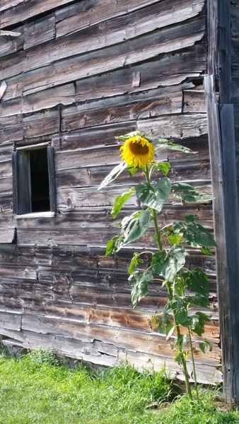 Sunflower & antique barn by TheStableLabel