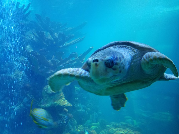 Seaturtle  Print