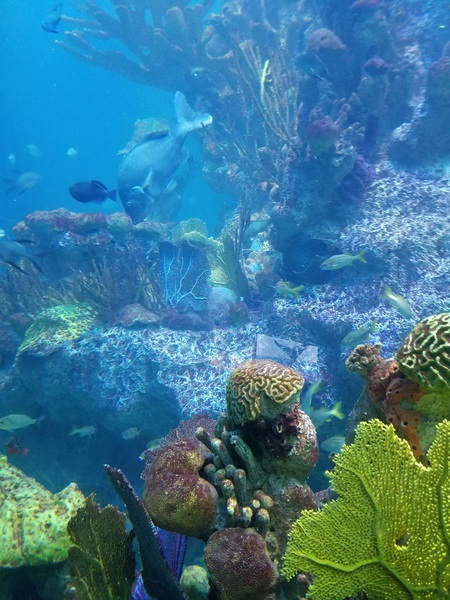 Ocean coral Print
