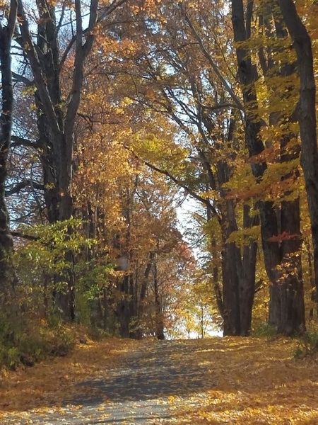 Road in fall Print